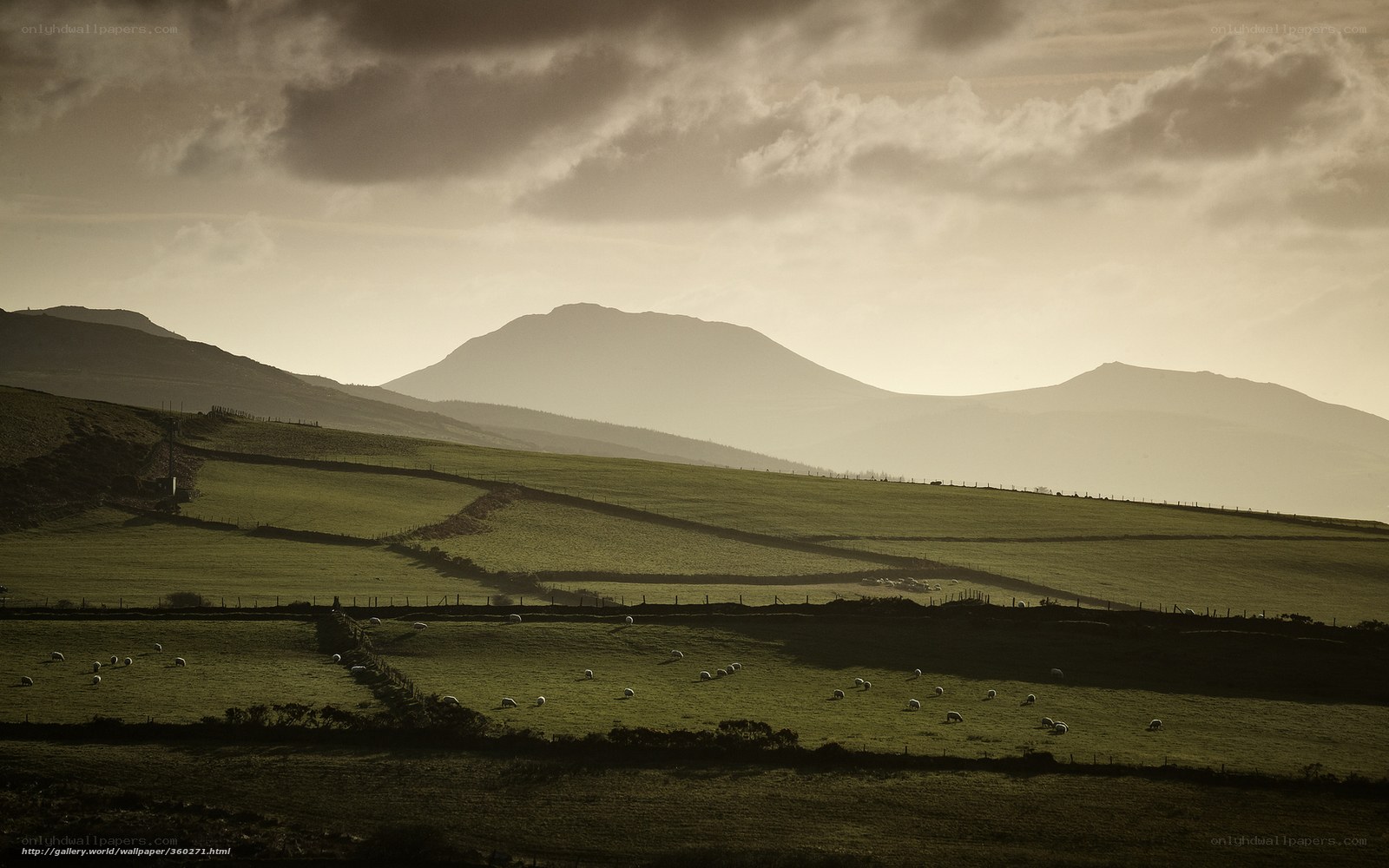 Sheep grazing in rolling hills