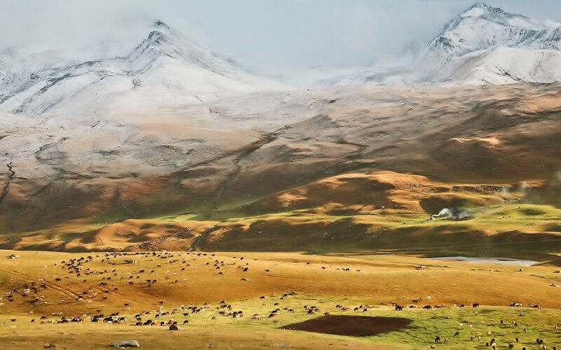Sheep Grazing in Valley — Brown