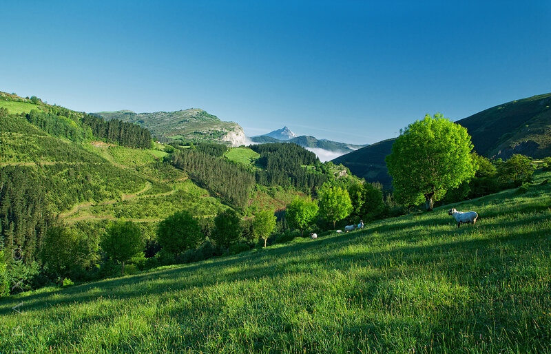 Sheep Grazing in Valley — Green, Serene, Morning, Photograph, Mountains
