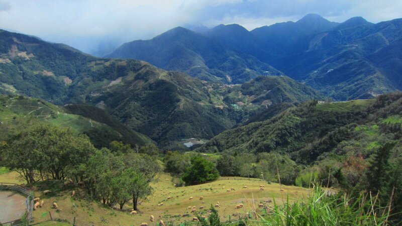 Sheep Grazing in Valley — Green, Serene