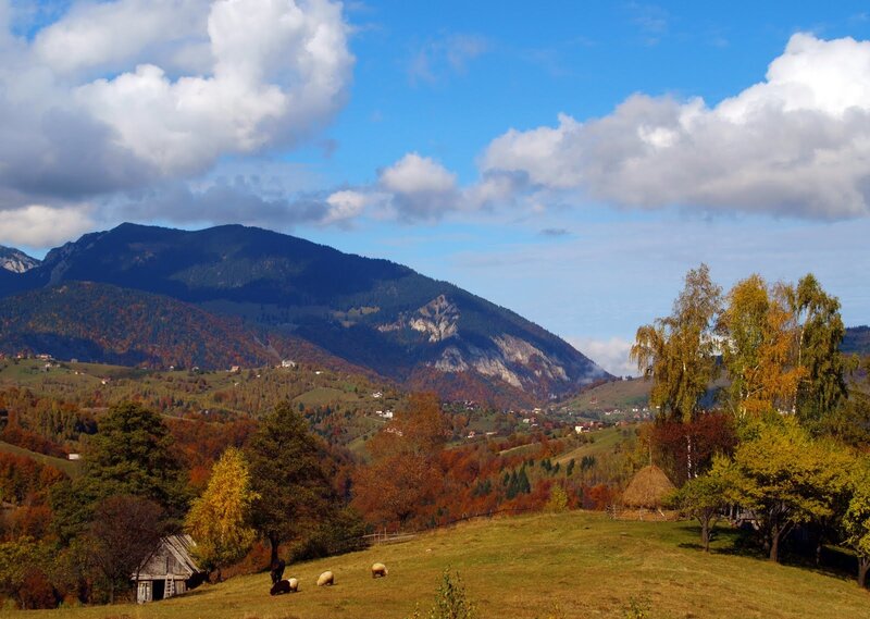 Sheep Grazing in Valley