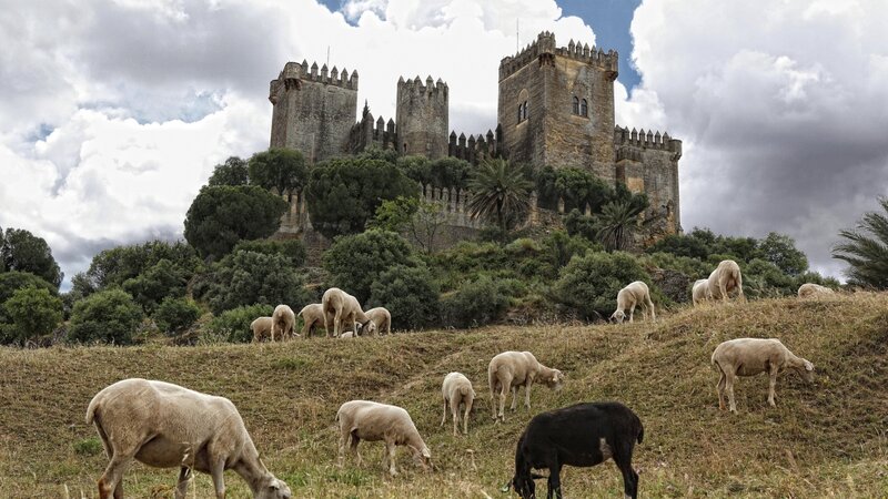 Sheep Grazing Near Castle — Green, Dramatic
