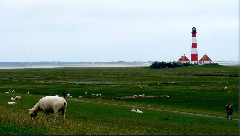 Sheep Grazing Near Lighthouse