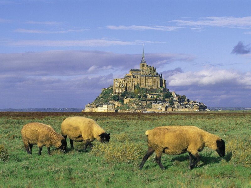 Sheep grazing near Mont Saint-Michel