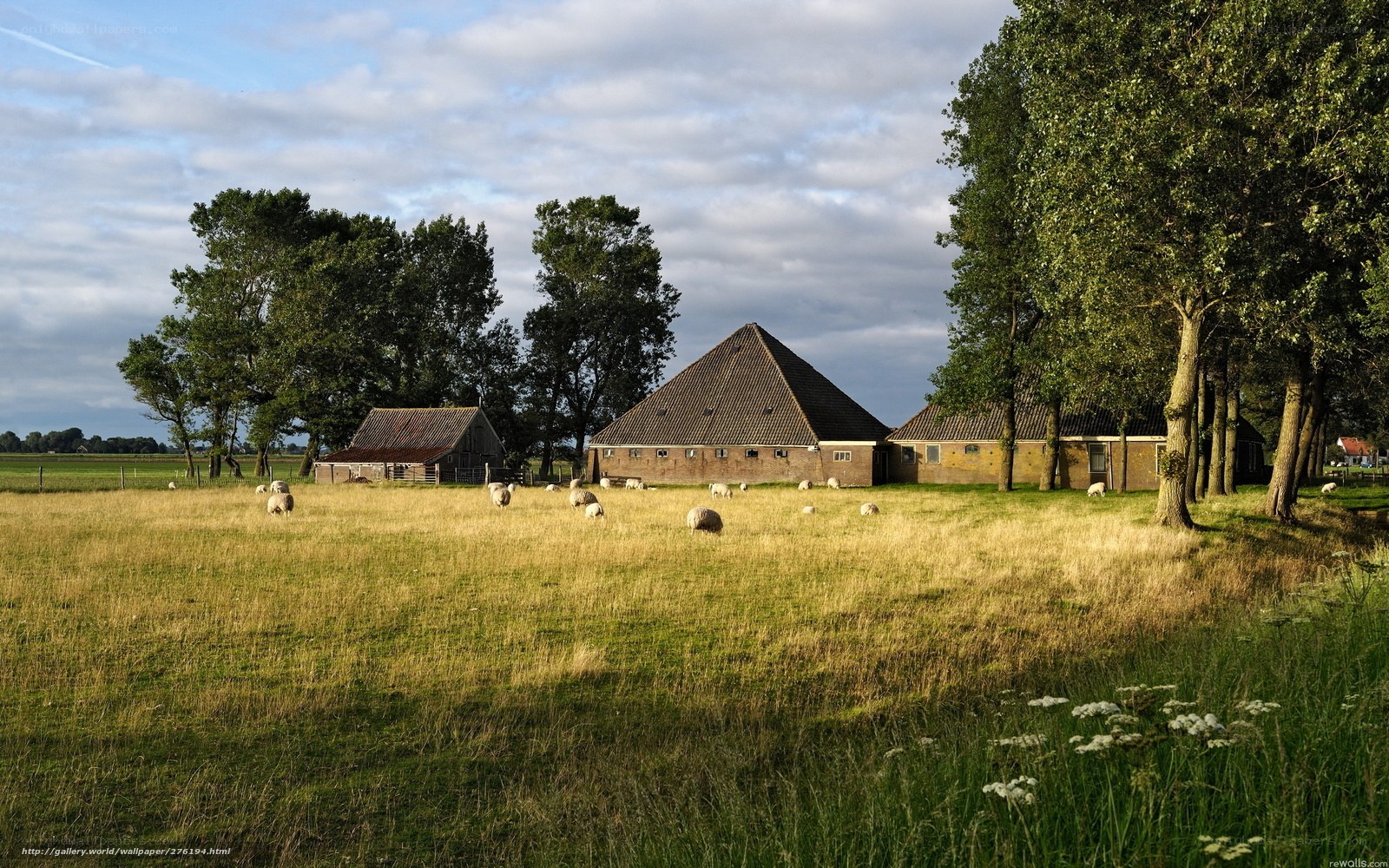 Sheep grazing on a farm