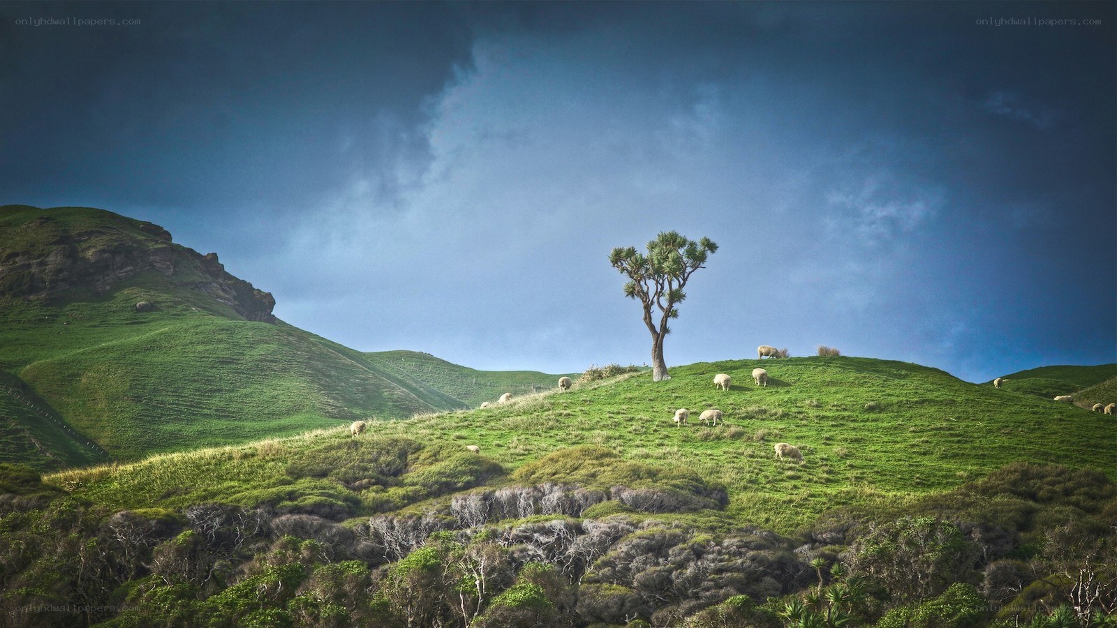 Sheep grazing on a green hill