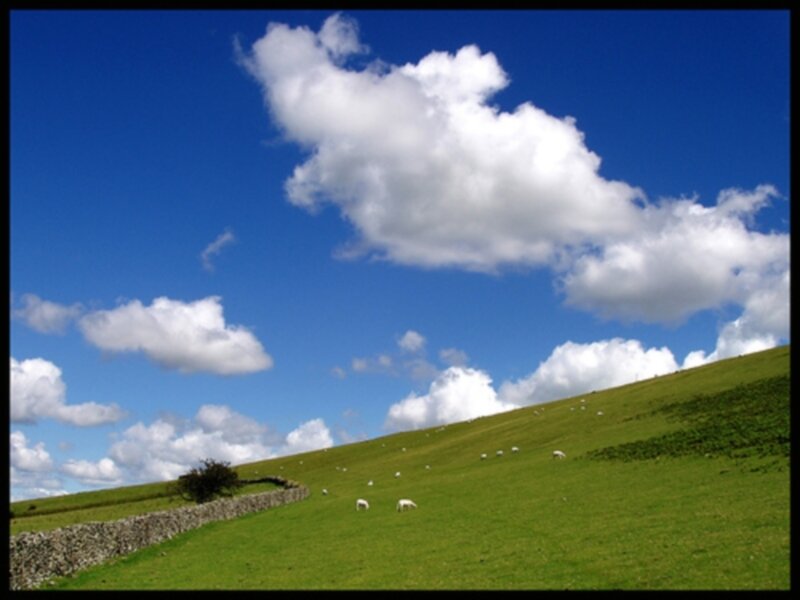 Sheep grazing on a green hill