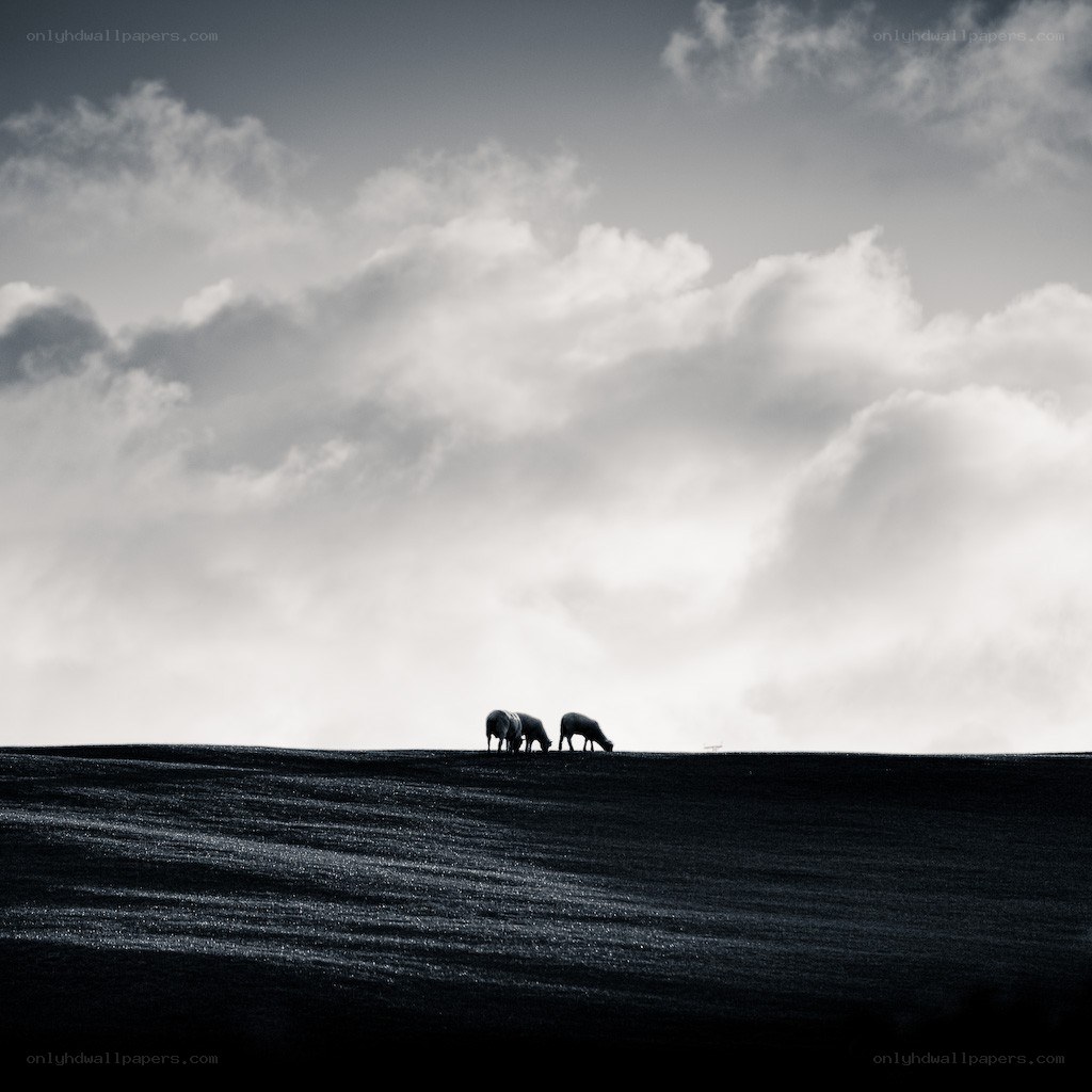 Sheep grazing on a hill