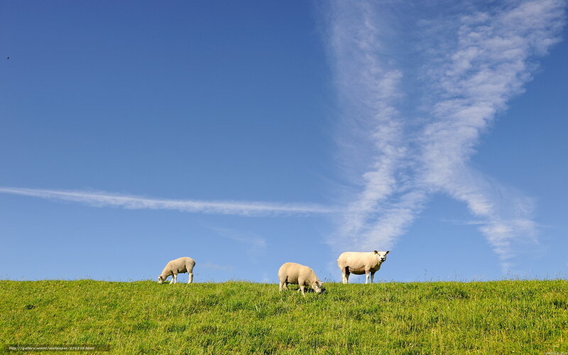 Sheep grazing on a hill