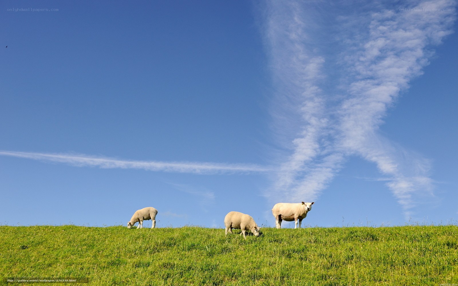 Sheep grazing on a hill