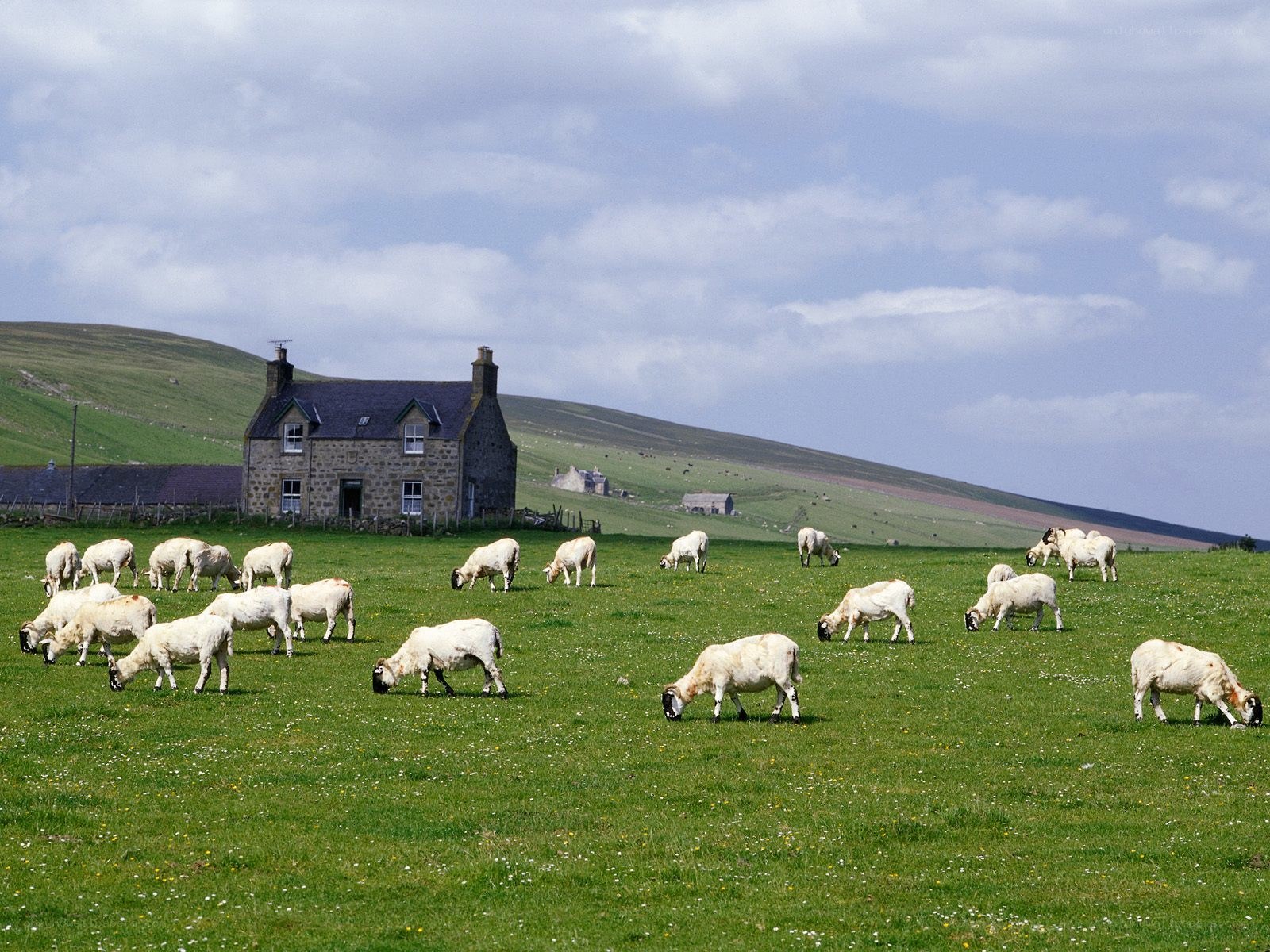 Sheep grazing on a hillside