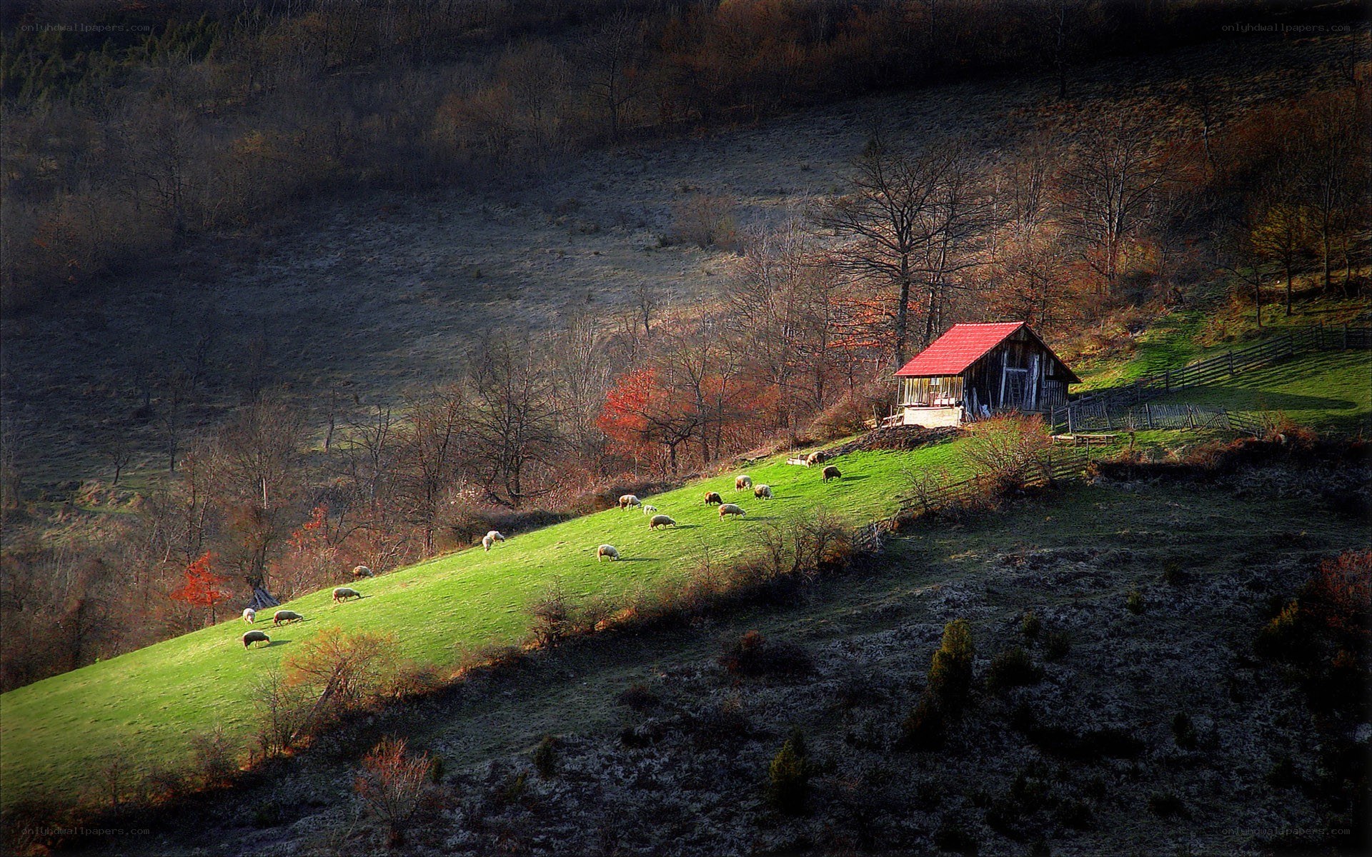 Sheep grazing on a hillside