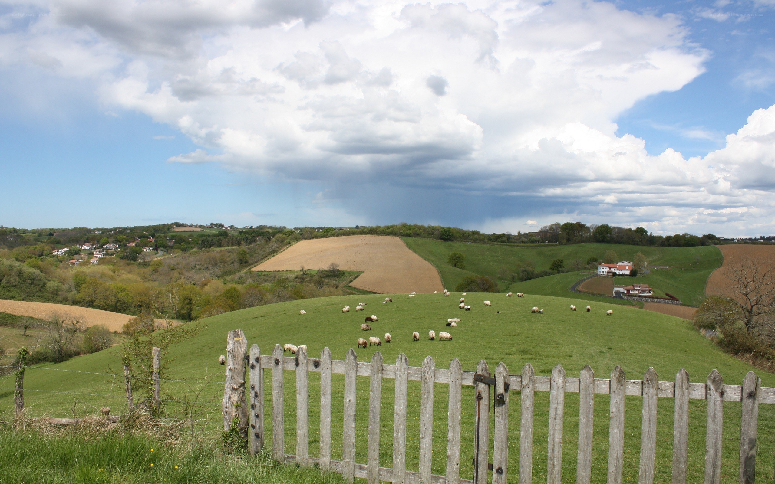 Sheep grazing on a hillside