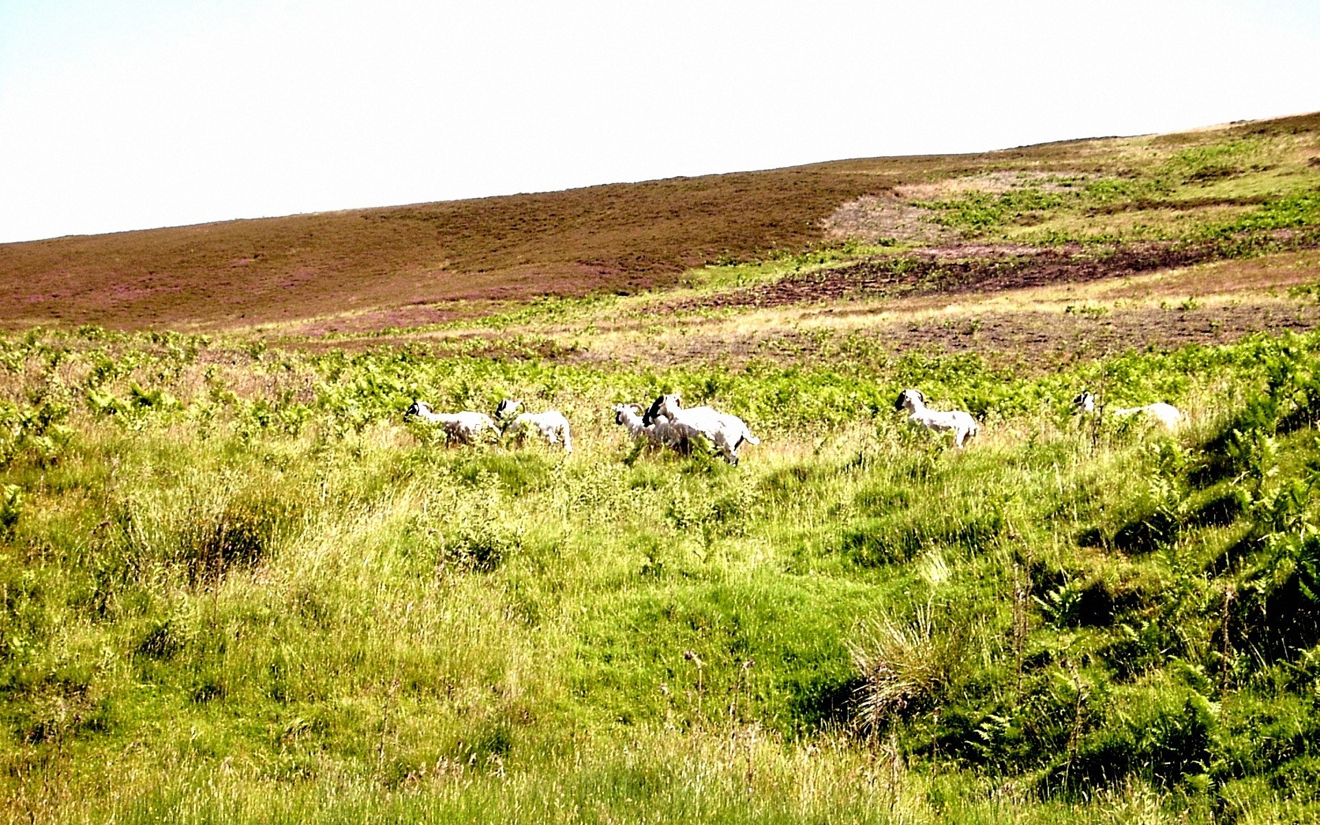 Sheep grazing on a hillside
