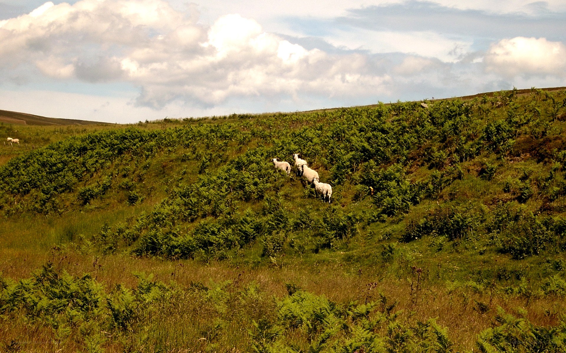 Sheep grazing on a hillside