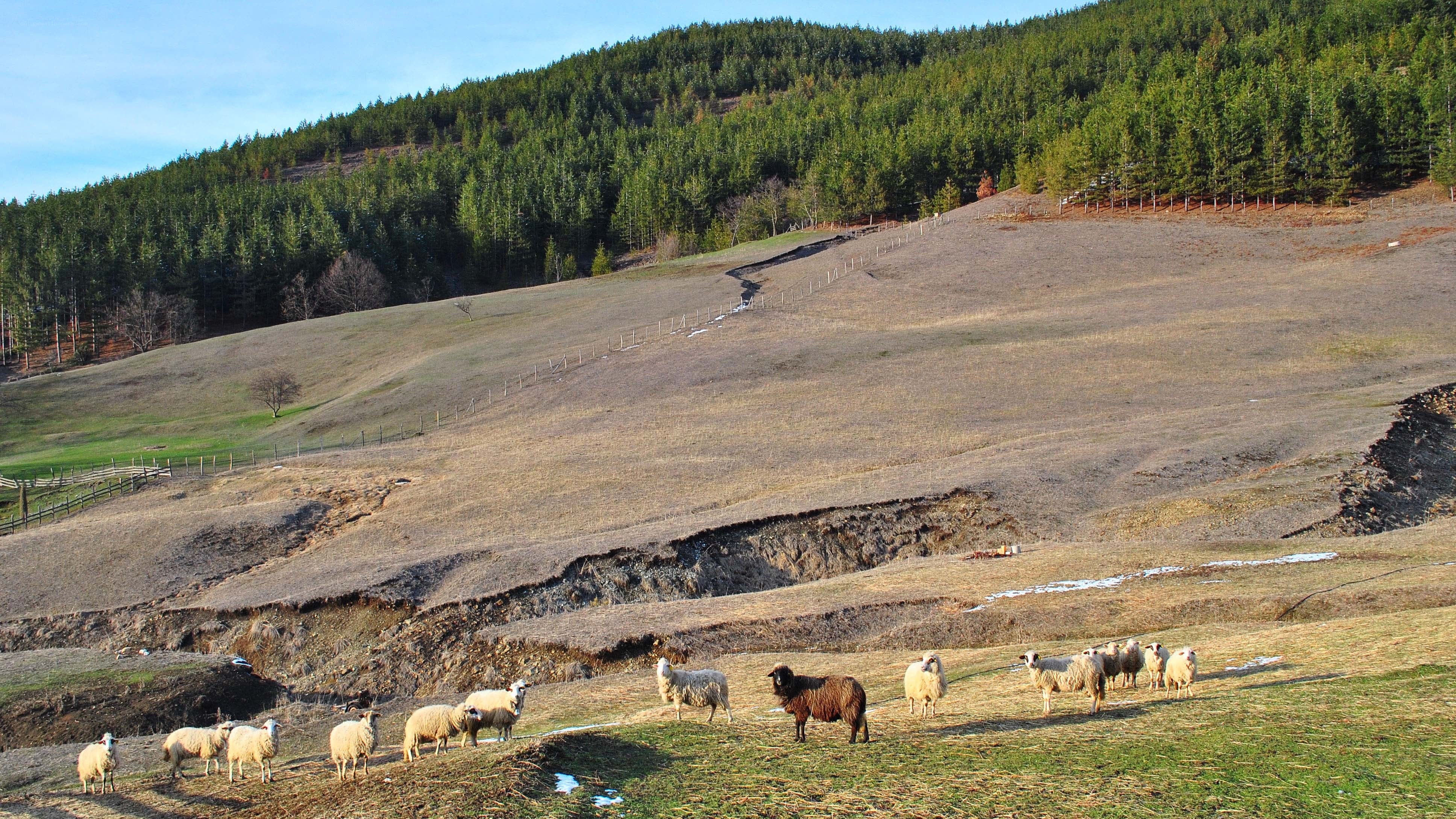 Sheep grazing on a hillside