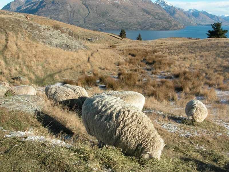 Sheep grazing on a hillside