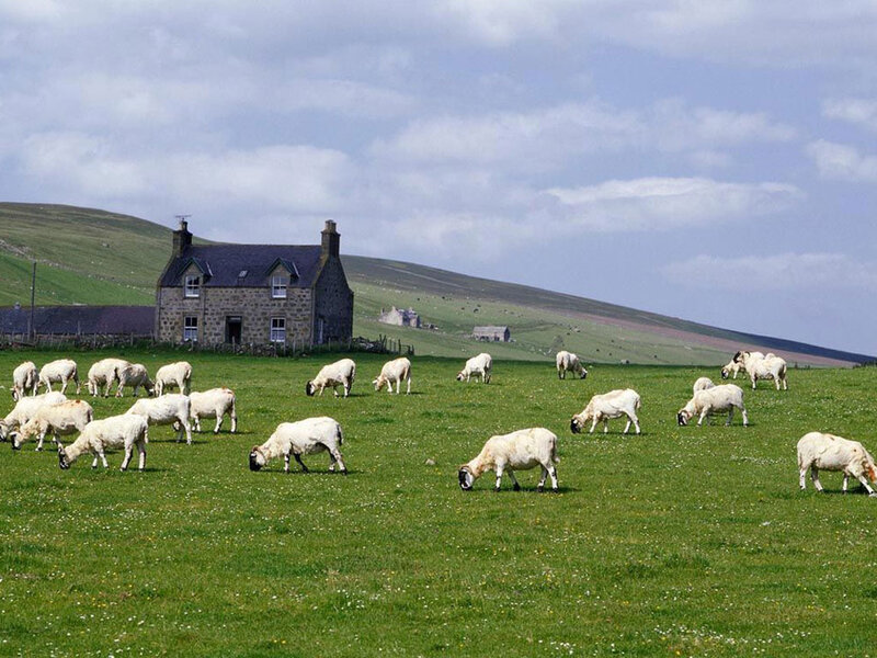Sheep grazing on a hillside