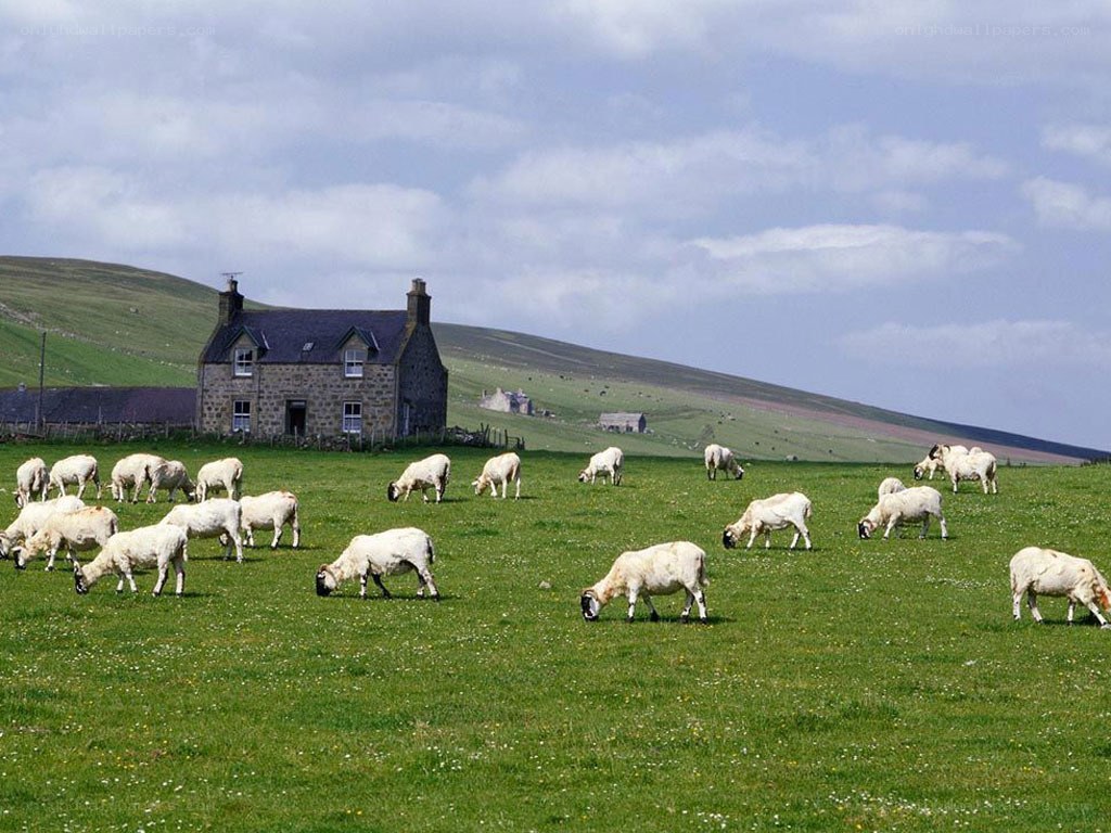 Sheep grazing on a hillside