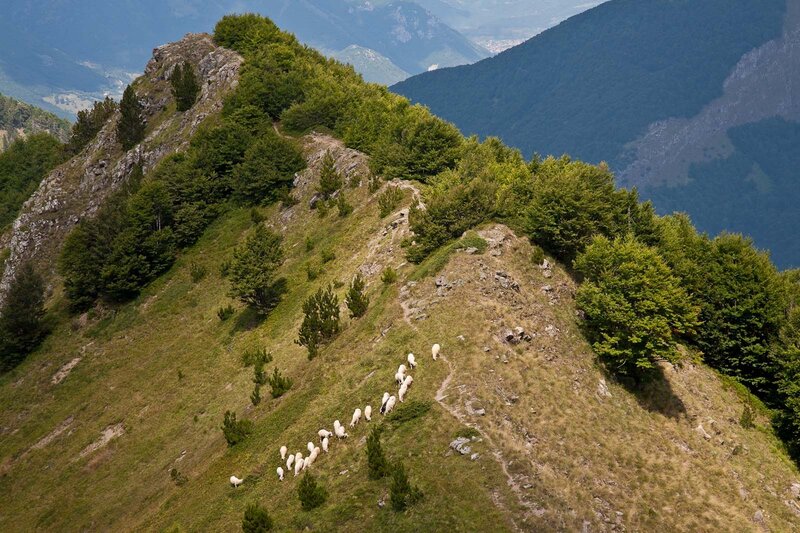 Sheep grazing on a mountain ridge