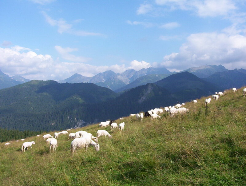 Sheep grazing on a mountain slope