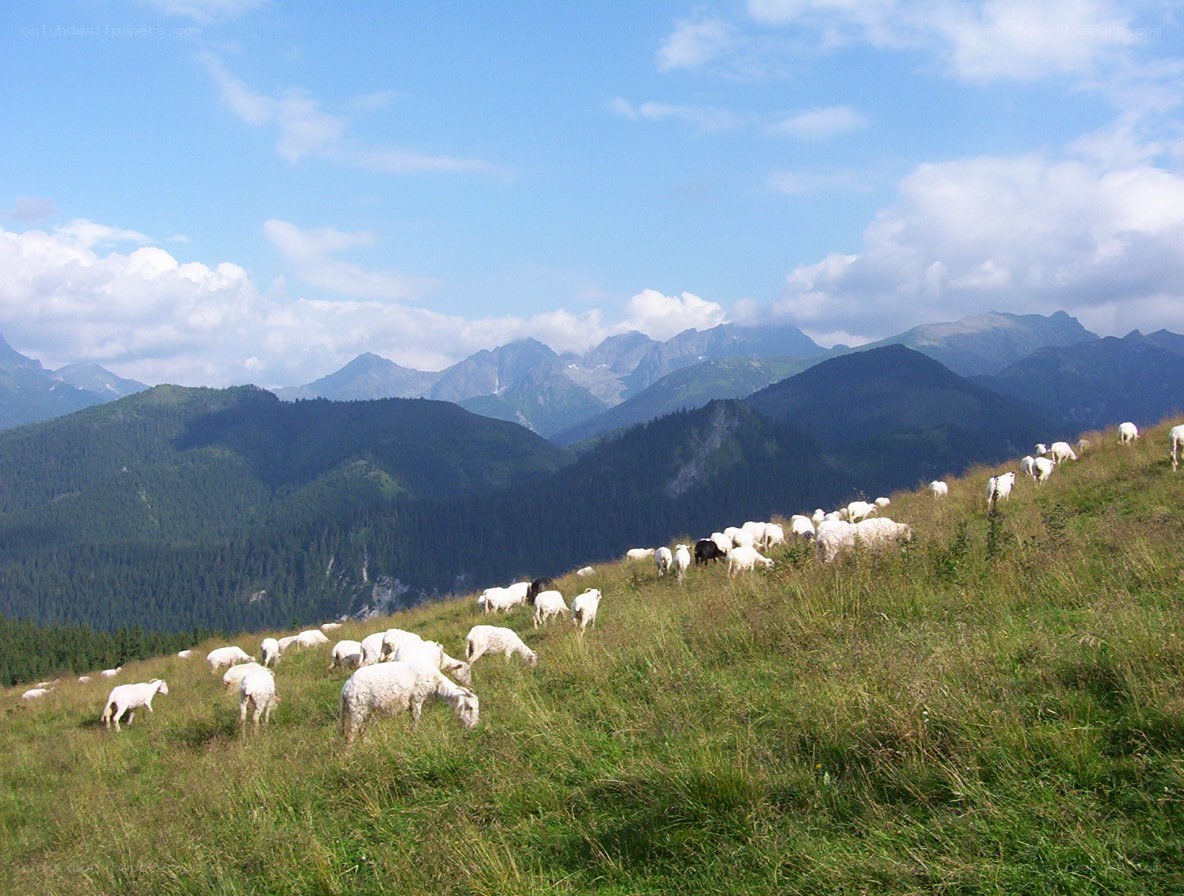 Sheep grazing on a mountain slope