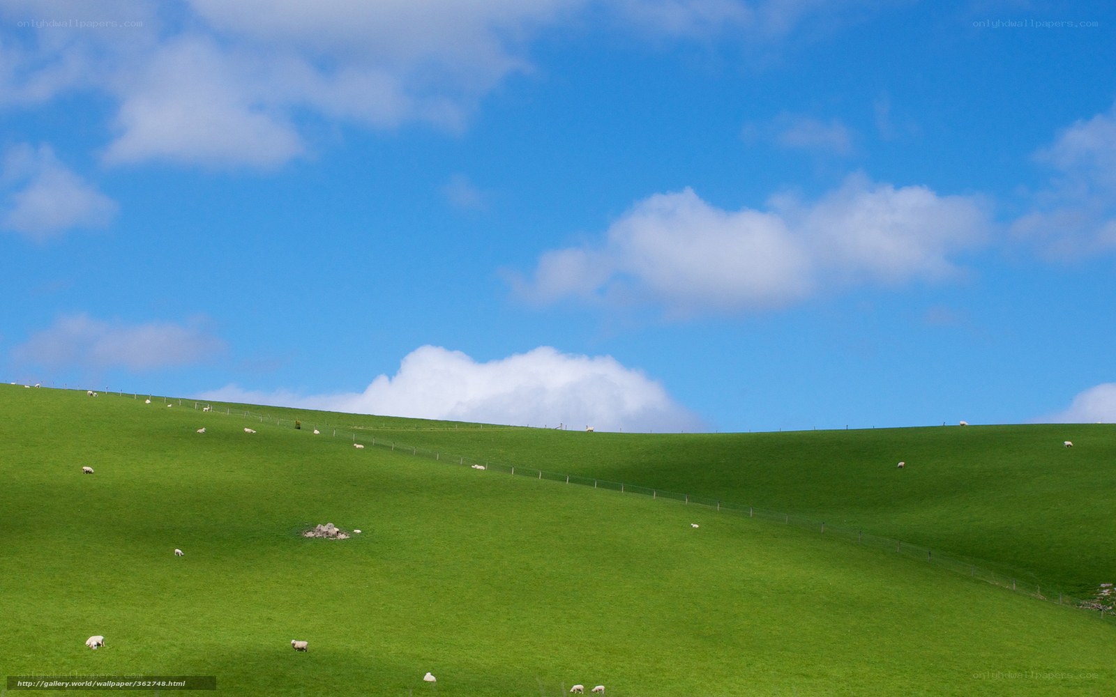 Sheep grazing on green hill