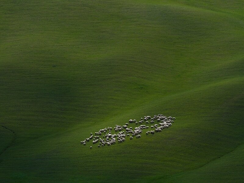 Sheep grazing on green hills
