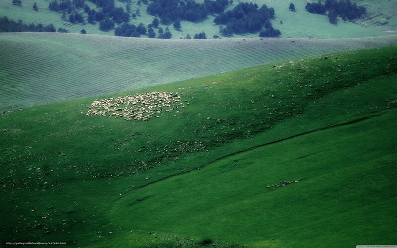Sheep grazing on green hills