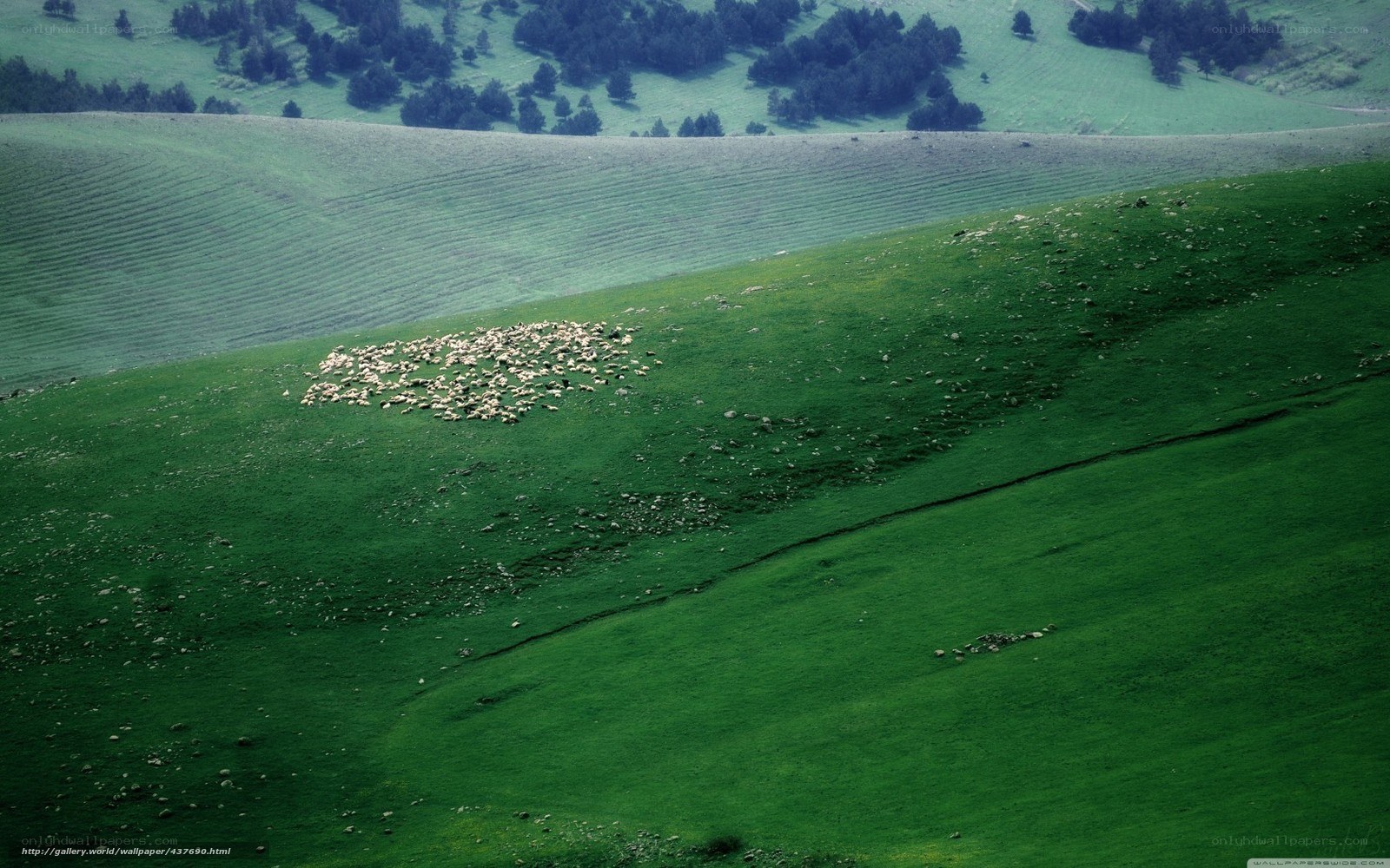 Sheep grazing on green hills
