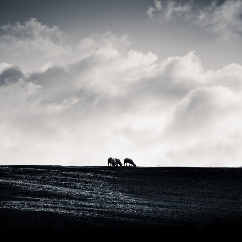 Sheep Grazing on Hill — Black