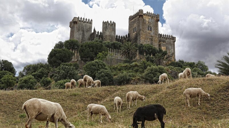 Sheep Grazing on Hill — Green, Dramatic