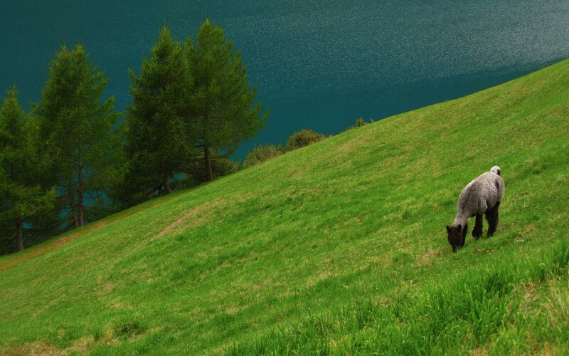 Sheep Grazing on Hill
