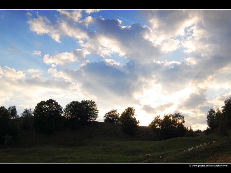 Sheep Grazing on Hillside — Blue