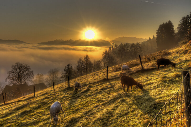 Sheep Grazing on Hillside — Gold