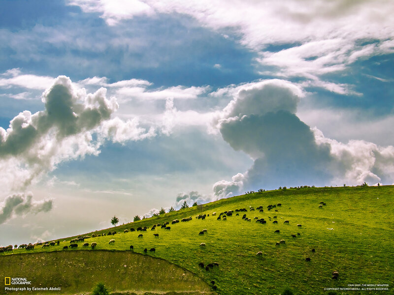 Sheep Grazing on Hillside — Green, Dramatic, Afternoon, Photograph