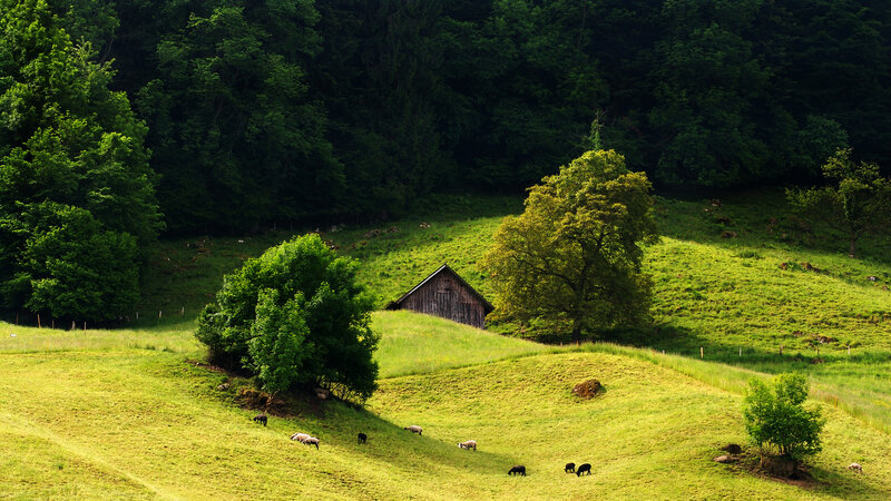 Sheep Grazing on Hillside — Green, Serene, Afternoon, Photograph, Barn