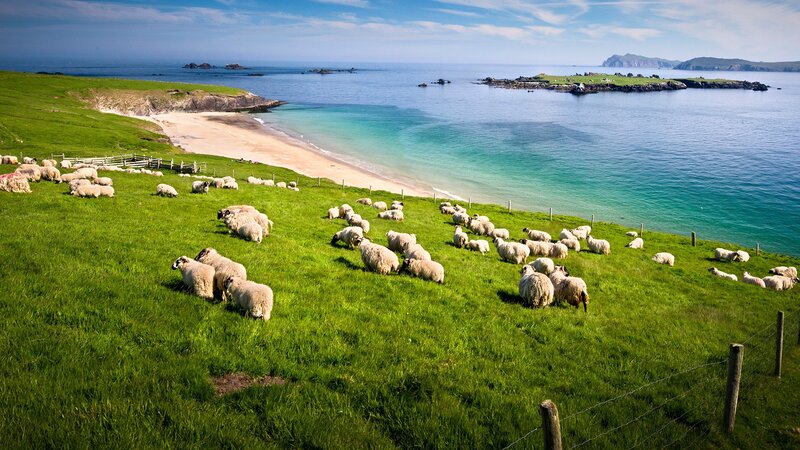 Sheep Grazing on Hillside — Green, Serene, Afternoon, Photograph, Beach