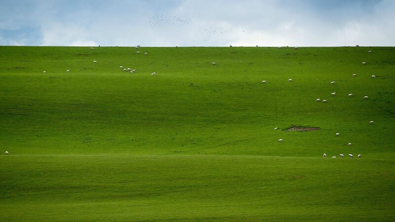 Sheep Grazing on Hillside — Green, Serene, Afternoon, Photograph, Hills