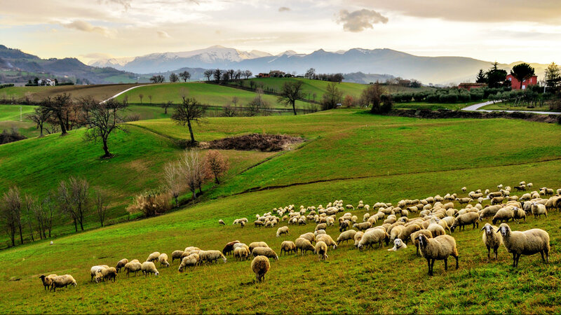 Sheep Grazing on Hillside — Green, Serene, Afternoon, Photograph, Mountains
