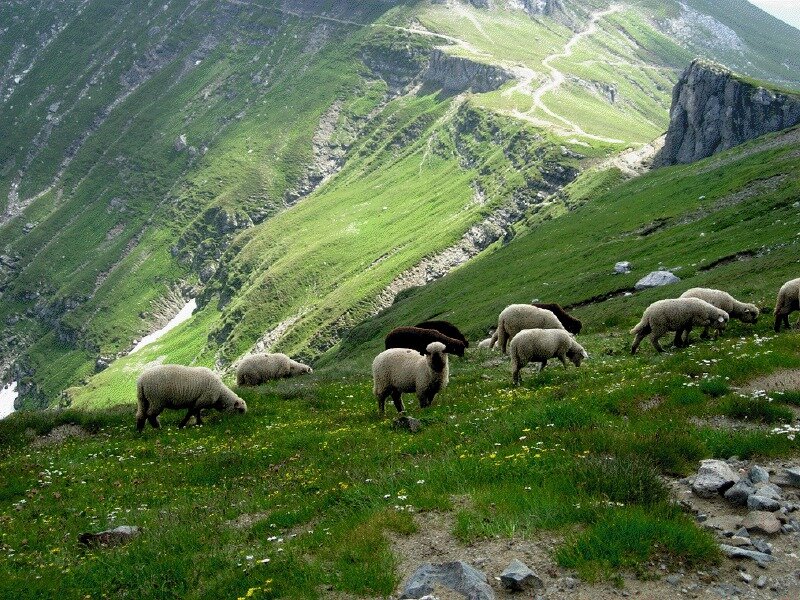 Sheep Grazing on Hillside — Green, Serene, Afternoon