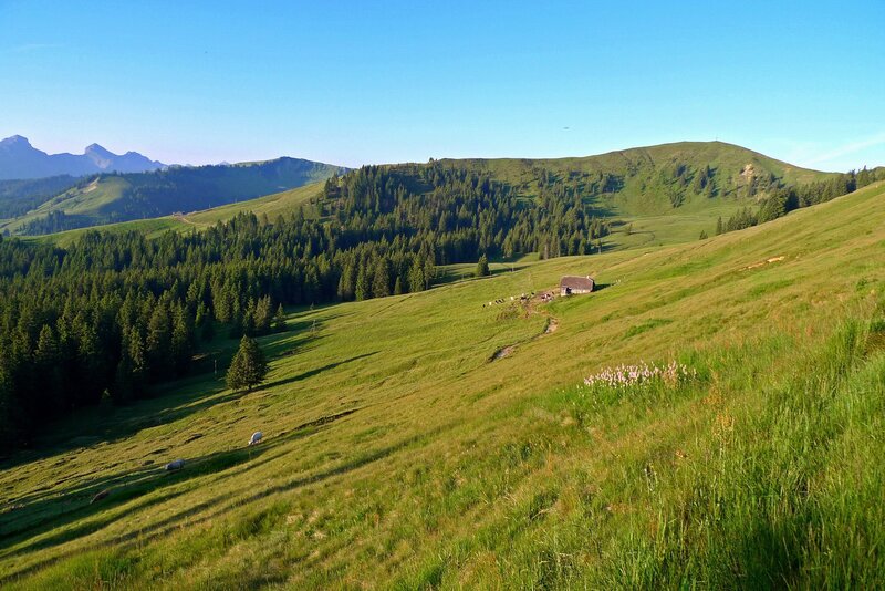 Sheep Grazing on Hillside — Green, Serene, Morning