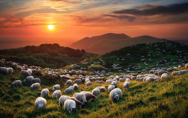 Sheep Grazing on Hillside — Green, Serene, Sunrise