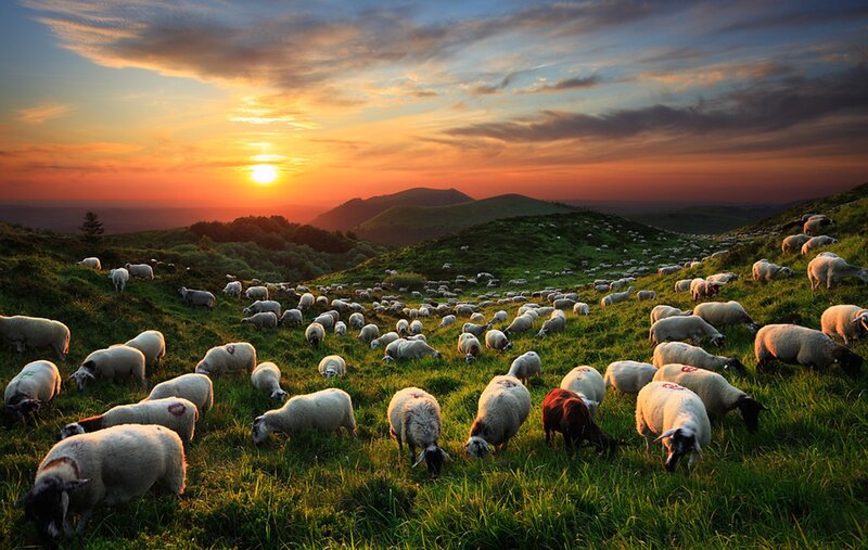 Sheep Grazing on Hillside — Green, Serene, Sunset