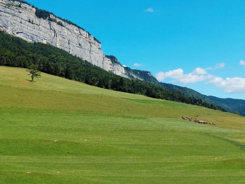Sheep Grazing on Hillside — Green, Serene
