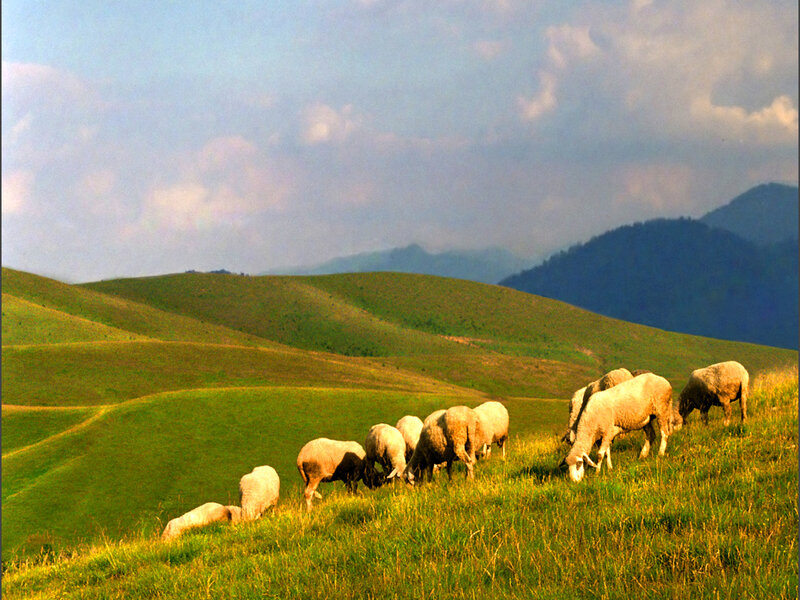 Sheep Grazing on Hillside