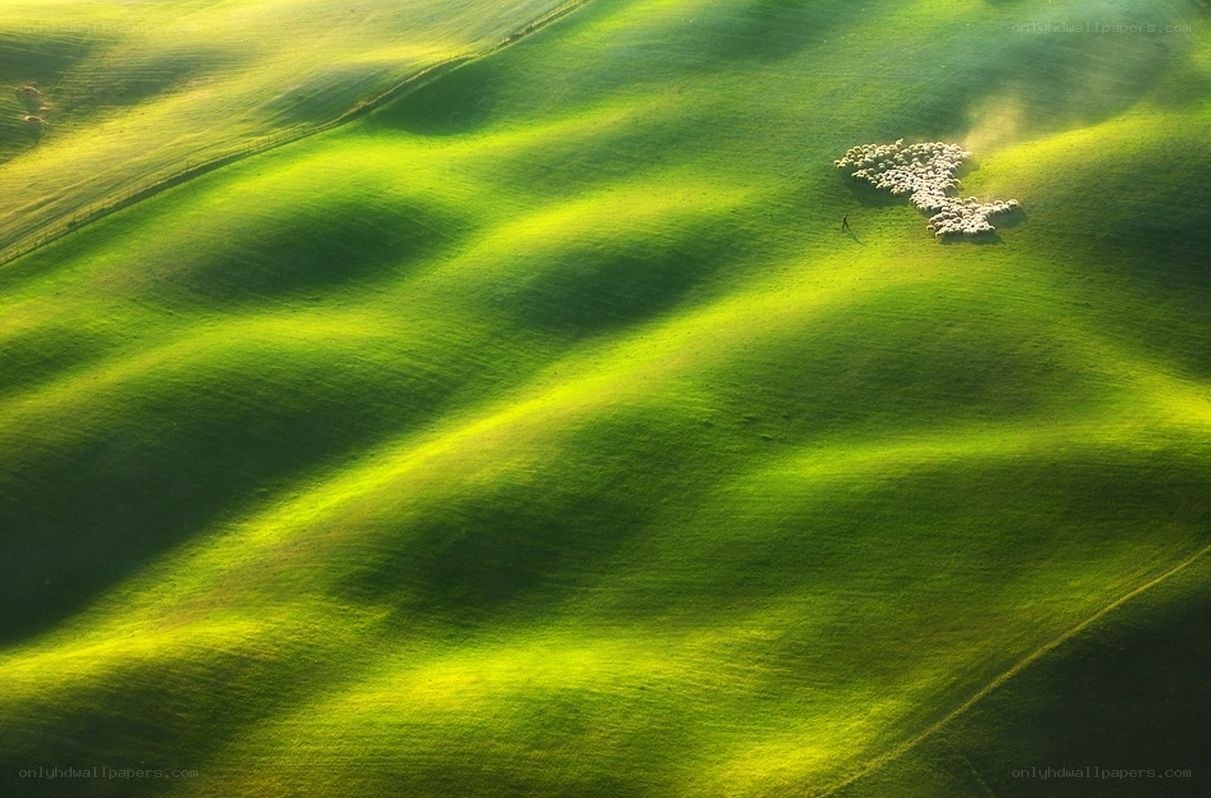 Sheep grazing on rolling hills