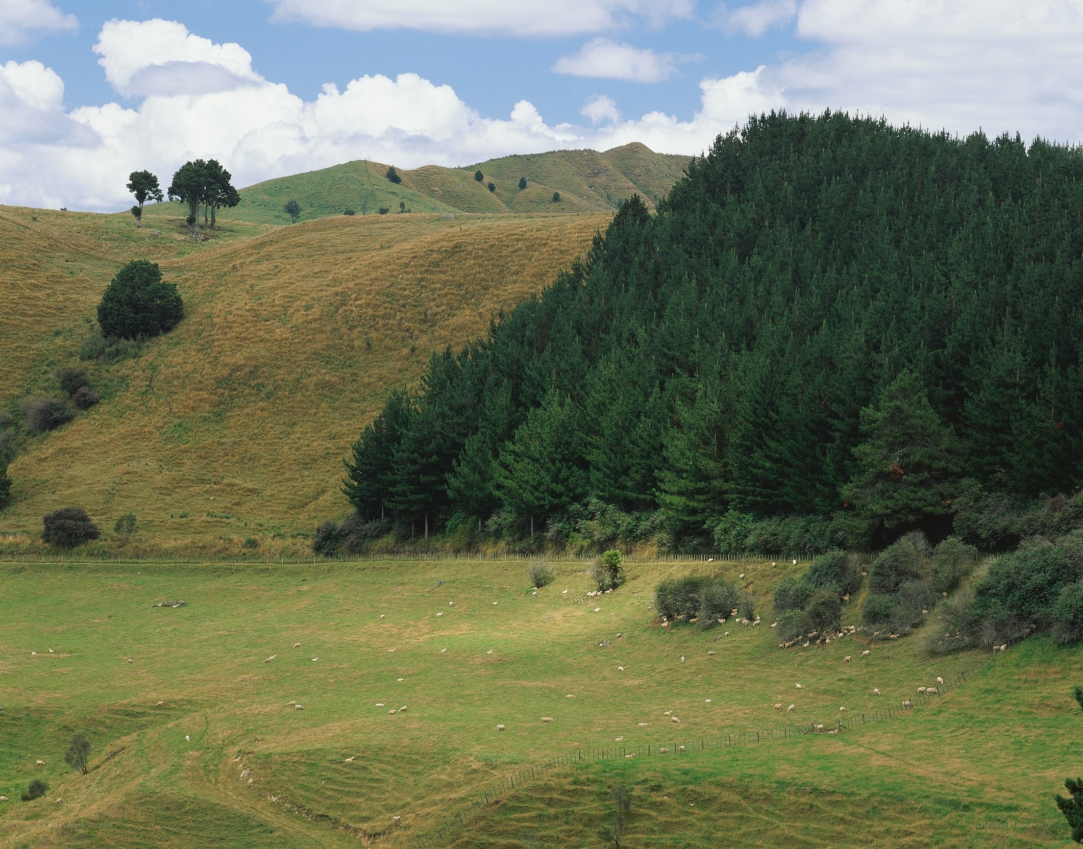 Sheep grazing on rolling hills