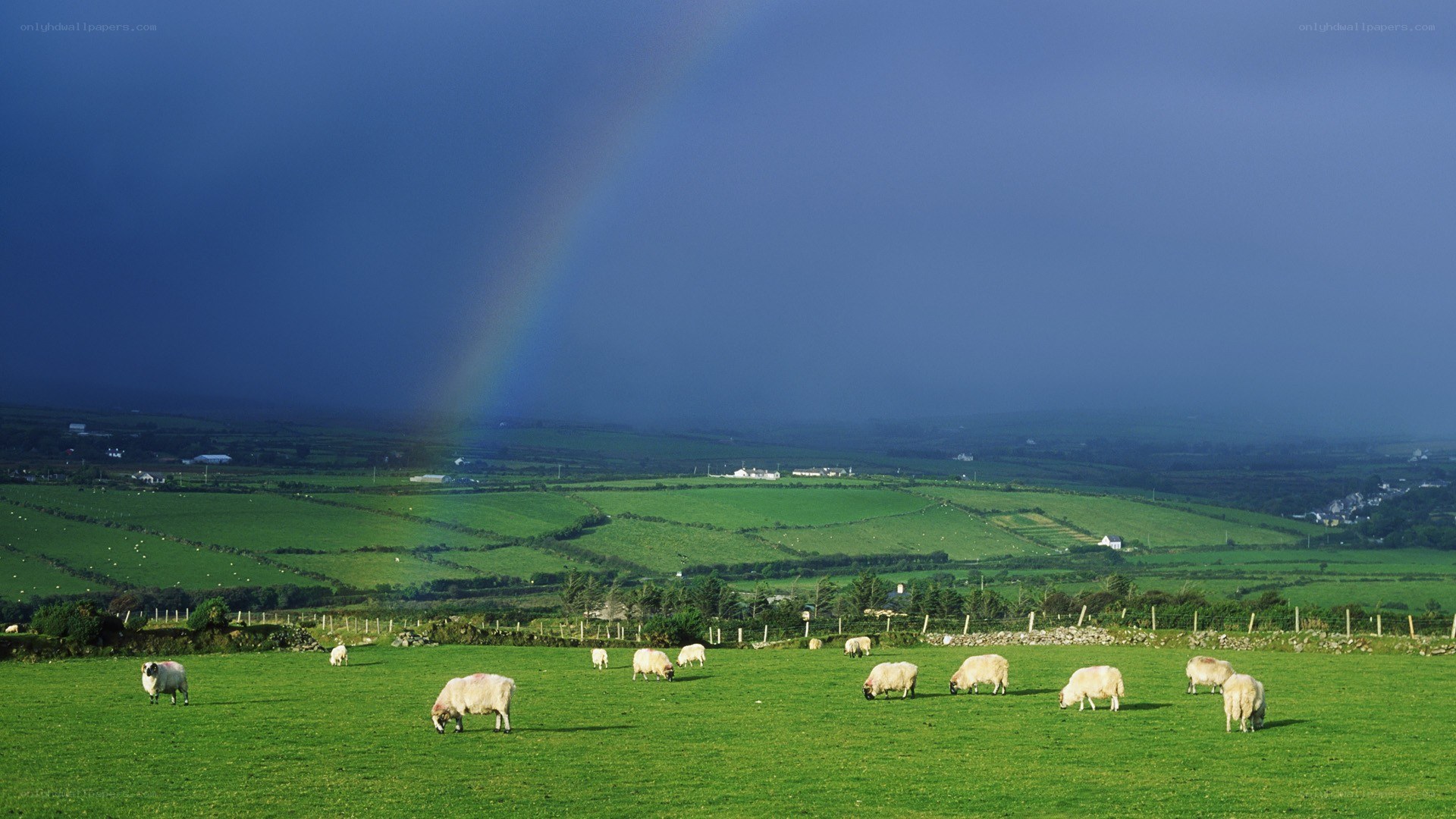 Sheep grazing under a rainbow