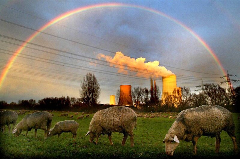 Sheep grazing under a rainbow
